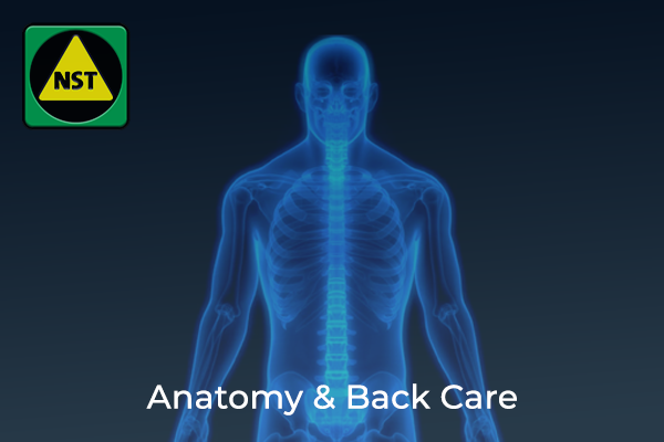 3. Anatomy & Back Care